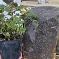 کود بلدرچین قفسی