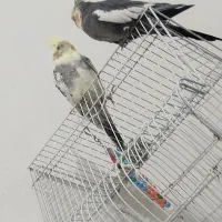 عروس سخنگو|پرنده|خاش, |دیوار