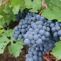 فروش انگور دیم