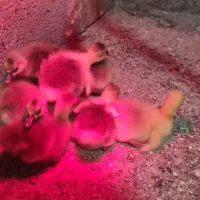 جوجه غاز|حیوانات مزرعه|بهشهر, |دیوار