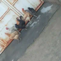 مرغ|حیوانات مزرعه|لنده, |دیوار