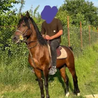 اسب|اسب و تجهیزات اسب‌سواری|ابهر, |دیوار