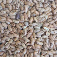 لوبیا چیتی