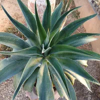 گل آگاو لاله ای سایز بزرگ|گل و گیاه طبیعی|بیستون, |دیوار