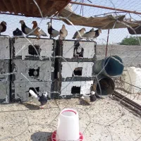 به دلیل نگه داشتن|پرنده|دهرم, |دیوار