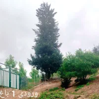 باغ صنوبر