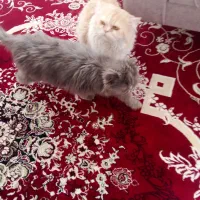 یک جفت گربه پرشین اصل