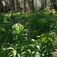 نهال انبه پیوندی|خدمات باغبانی و درختکاری|قصرقند, |دیوار