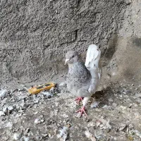 کبوتر کله الماسی نر