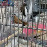 فنج بنگالی. فنج نرگسی.|پرنده|ری, سیزده آبان|دیوار