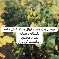 نهالستان پسته