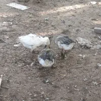 قوقاز و جوجه قوقاز و بوقلمون