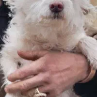 نژاد شیتزو، سگ ماده