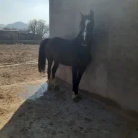 مادیون ۶دنگ همراه کره|اسب و تجهیزات اسبسواری|تفرش, |دیوار