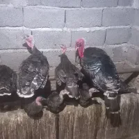 فروش بوقلمون|حیوانات مزرعه|طارم (زنجان), |دیوار