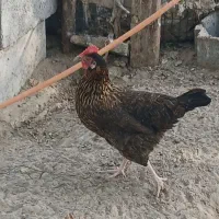 مرغ محلی|حیوانات مزرعه|میناب, |دیوار