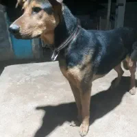 رکسی|سگ|کوزران, |دیوار