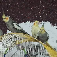 طوطی هلندی مولد