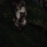 بچه گربه