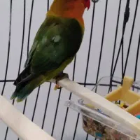 طوطی برزیلی گم شده