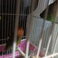 پرنده|پرنده|مشهد, شهرک امام هادی (شهرک غرب)|دیوار