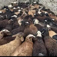 همه رقم گوسفند جوان گوشتی