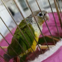 طوطی گرینچک