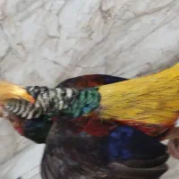 طاووس مصری و مرقاول بلژیکی|پرنده|سبزوار, صالح آباد|دیوار