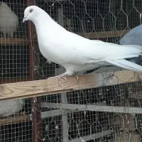 کبوترپرشی تضمینی|پرنده|ابریشم, |دیوار