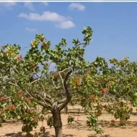 فروش زمین کشاورزی پسته بهرامجردنگار سمت راست جاده