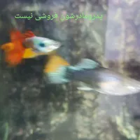 بچه ماهی گوپی|ماهی|گرگان, |دیوار