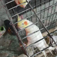 یه جفت طوطی با سه تا تخم