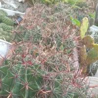 گلهای کاکتوس