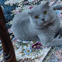 گربه|گربه|ارومیه, |دیوار
