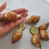 حلزون