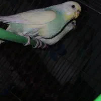 مرغ عشق رینبو دوتا ماده