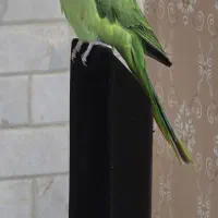 ملنگو ماده اماده جفتگیری|پرنده|تهران, سلسبیل شمالی|دیوار