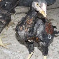 جوجه لاری|حیوانات مزرعه|کرمانشاه, |دیوار