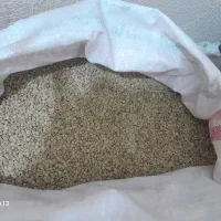 حبوبات