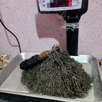 زنجیر محرمی هیئت