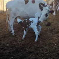 گاو|حیوانات مزرعه|فراغی, |دیوار