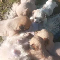 سگ های پاکوتاه بامزه و سالم