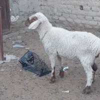 بز گوسفند|حیوانات مزرعه|زابل, |دیوار