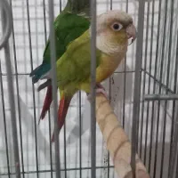 گیربنچیک مولد