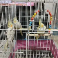 عروس هلندی|پرنده|یزد, |دیوار