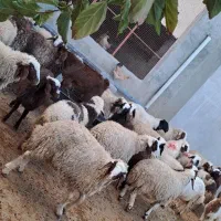 گوسفند کاور نر سالم|حیوانات مزرعه|سرپل ذهاب, |دیوار