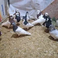 کبوتر طوقی و کله  و شهری