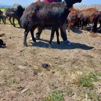 فروش ۲ راس شیشک قوچ قره قزل و قره چال و۳راس بره نر