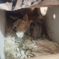 عروس هلندی|پرنده|بندر امام خمینی, |دیوار