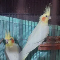 جفت عروس هلندی بالغ|پرنده|رشت, حسین آباد|دیوار